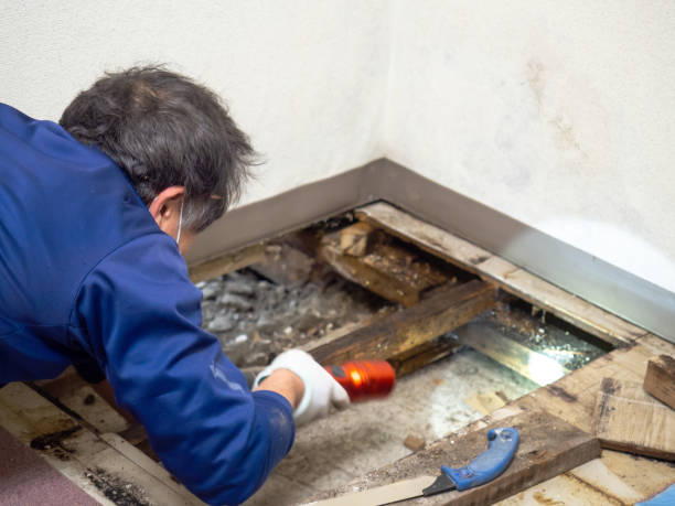 Best Mold Testing  in Hopewell, NJ