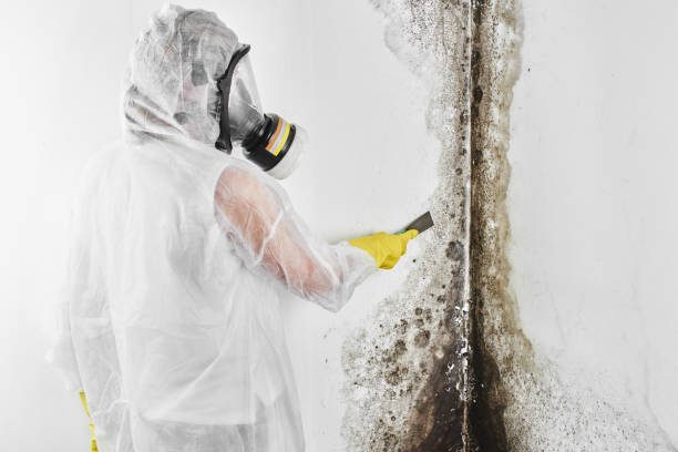 Best Office Mold Removal Services  in Hopewell, NJ