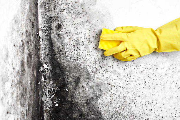 Best Mold Removal Near Me  in Hopewell, NJ