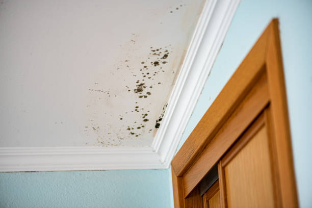 Best Mold Testing  in Hopewell, NJ