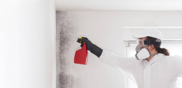 Best Toxic Mold Removal  in Hopewell, NJ