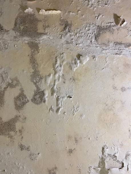 Best Mold Cleaning Services  in Hopewell, NJ