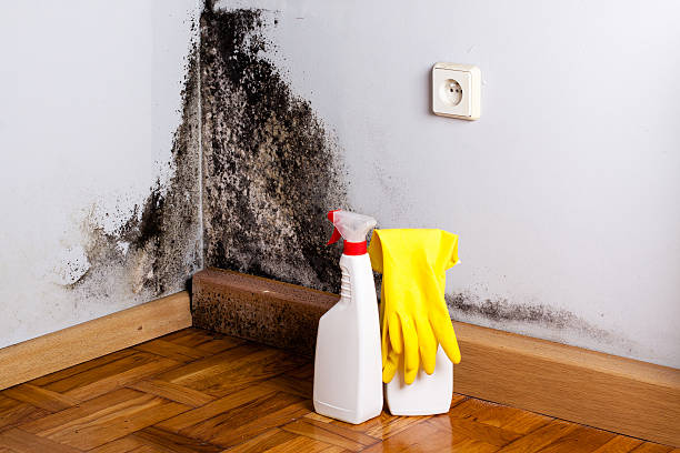 Best Mold Inspection  in Hopewell, NJ