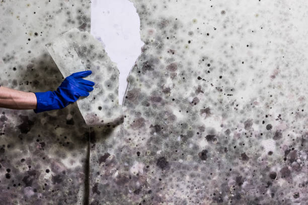 Best Crawl Space Mold Removal  in Hopewell, NJ