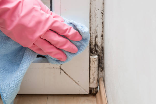 Best Mold Damage Repair  in Hopewell, NJ