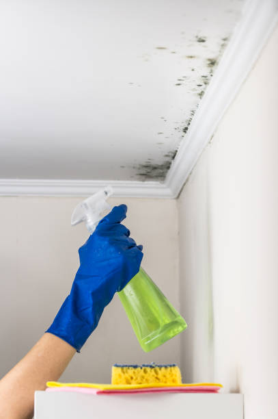 Best Mold Removal and Inspection  in Hopewell, NJ